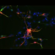 Immunofluorescent image of mouse induced neural stem cells (iNSCs) labeled with DSHB antibody 6G7 against Tubulin, beta III (red). PMID: 30101150, Fig. 1D.